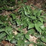 Ruscus hypoglossum Folio