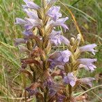 Orobanche purpurea Flors