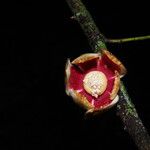 Uvariodendron molundense Flor