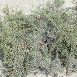 Salicornia perennis Ліст