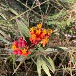 Asclepias curassavicaBlüte