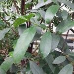 Kibatalia laurifolia Leaf