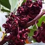 Acacia mangium Плод