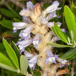 Phelipanche schultzii Flower