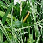 Narcissus poeticus Habit