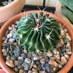 Stenocactus multicostatus Hoja