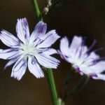 Stephanomeria diegensis Flower
