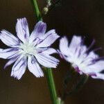 Stephanomeria diegensis Cvet