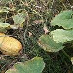 Cucurbita maximaBlad