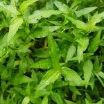 Persicaria hydropiper Hoja
