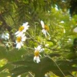 Montanoa bipinnatifida Квітка