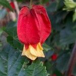 Abutilon megapotamicumFlower