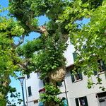 Platanus occidentalis Habitus