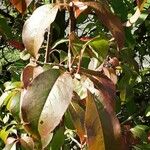 Viburnum prunifolium Leaf