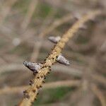 Picea orientalis Rhisgl