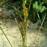 Juncus maritimus Flor