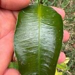 Garcinia mangostana Blad