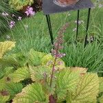 Plectranthus fruticosus Sonstige