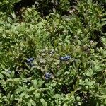 Vaccinium angustifolium Fruto