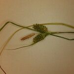 Carex pallescens Blomst