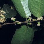 Cassipourea guianensis Fruit