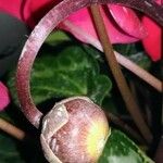 Cyclamen persicum Gyümölcs