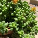 Sedum hernandezii Foglia