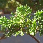 Chamaecyparis thyoides Leaf