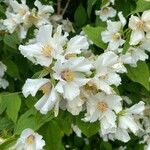 Philadelphus lewisiiFlower