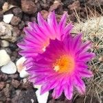 Thelocactus hastifer