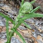 Achillea tomentosa पत्ता