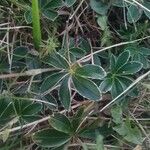 Alchemilla alpina Blatt