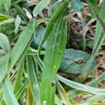 Plantago argentea برگ