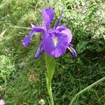 Iris latifolia Kukka