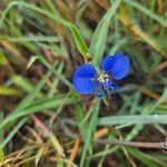 Commelina forskaoliiFloro