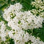 Sambucus australis Floro