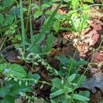 Myosotis macrosperma Bloem