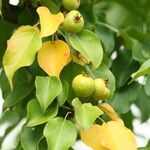 Pyrus ussuriensisFruit