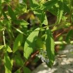 Trigonella caerulea Leaf