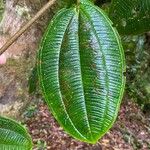 Blakea costaricensis Leaf