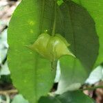 Sclerocroton cornutus Φρούτο