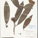Guatteria megalophylla
