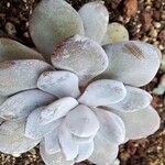 Echeveria laui Hoja