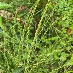 Verbena urticifolia Цвят