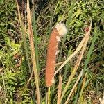 Typha orientalis Leaf