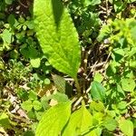 Borago officinalisপাতা