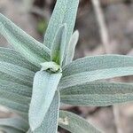 Stachys palaestina Hoja