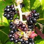 Rubus ulmifolius Fruit