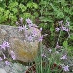 Tulbaghia alliacea Virág