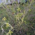 Callistemon citrinus 整株植物